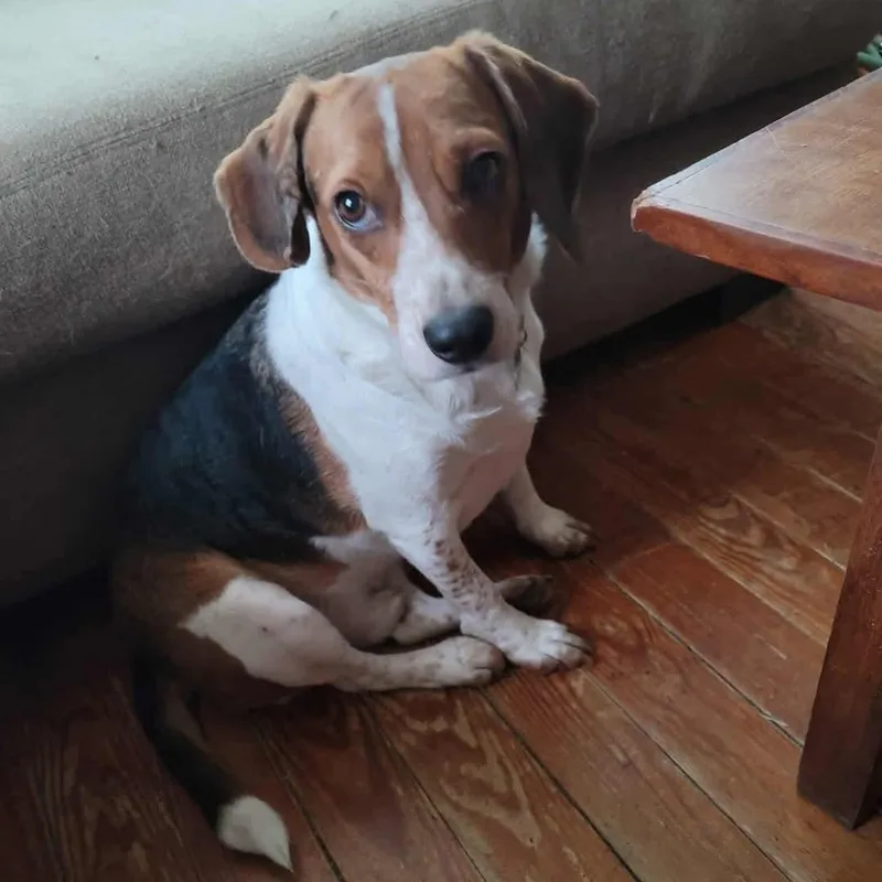 An adult medium-sized male Tricolor (Brown, Black, & White) Beagle dog named Trapper for adoption in Spring Hill, TN
