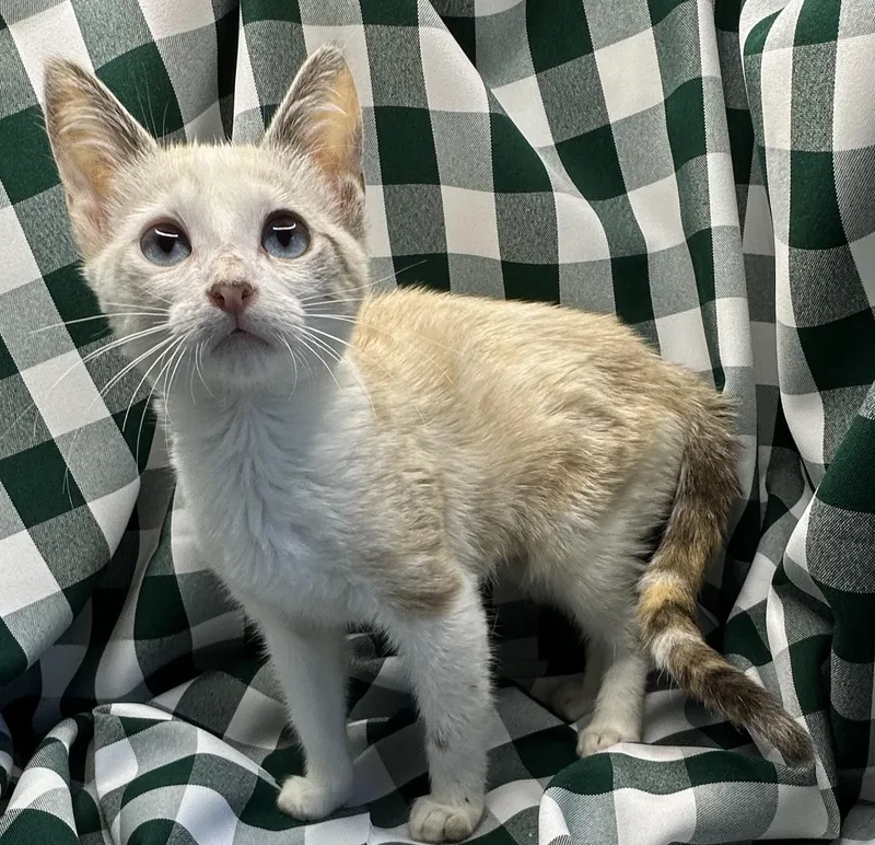 A baby small-sized female Siamese cat named Marula for adoption in San Diego, CA