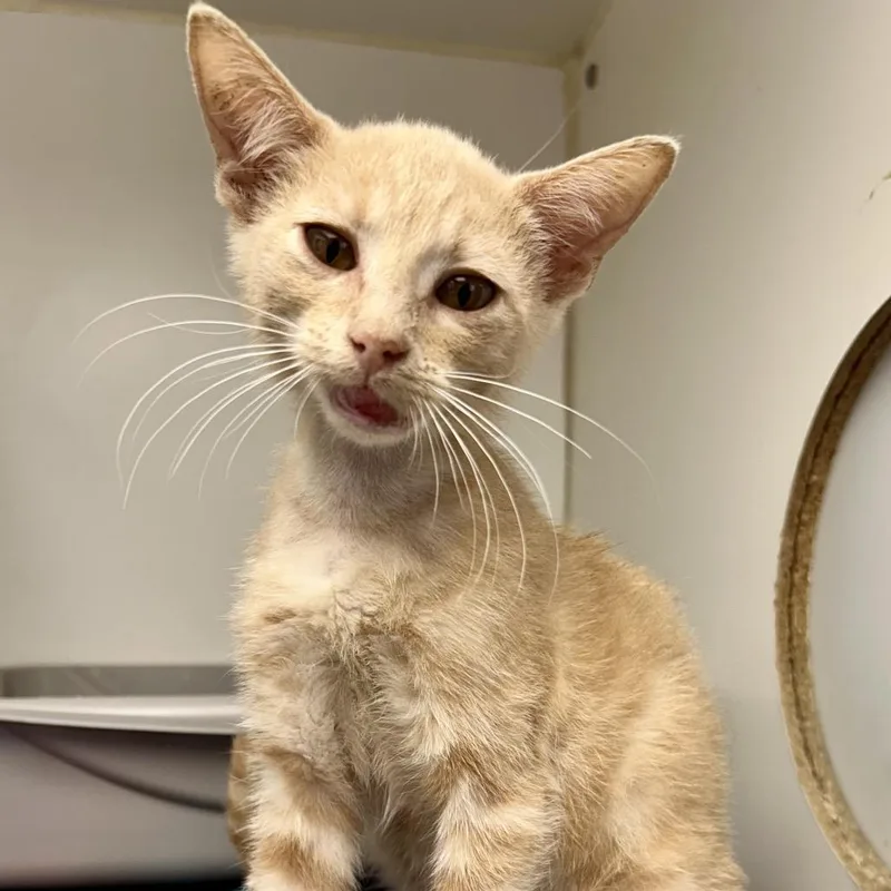 A baby small-sized female Orange / Red Domestic Short Hair cat named Sling blade for adoption in St Joseph, MO