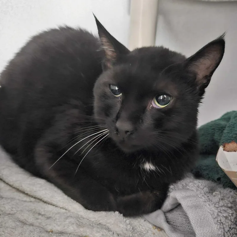 An adult medium-sized male Black Domestic Short Hair cat named Shovelnose for adoption in Dover, NH