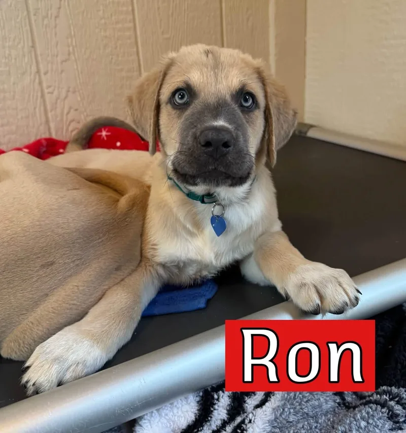 A baby large-sized male Hound dog named Ron for adoption in Southlake, TX