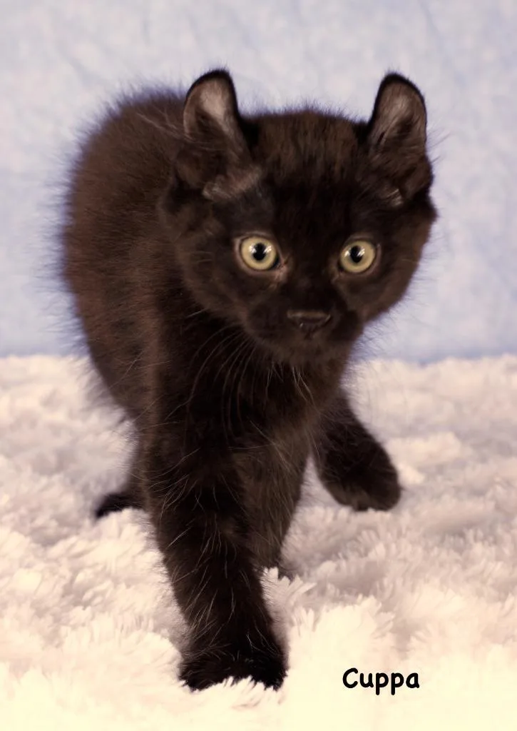 A baby small-sized male Domestic Short Hair cat named Cuppa for adoption in Gilbert, AZ