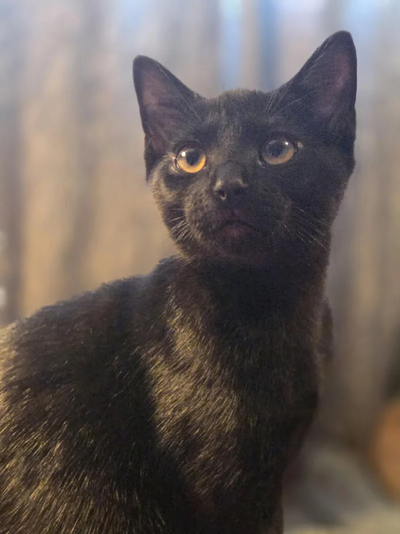 Onyx