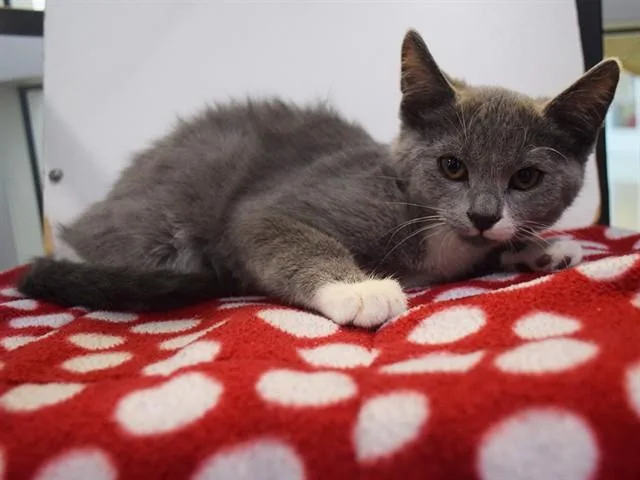 A baby small-sized male Domestic Short Hair cat named Stein for adoption in Sacramento, CA