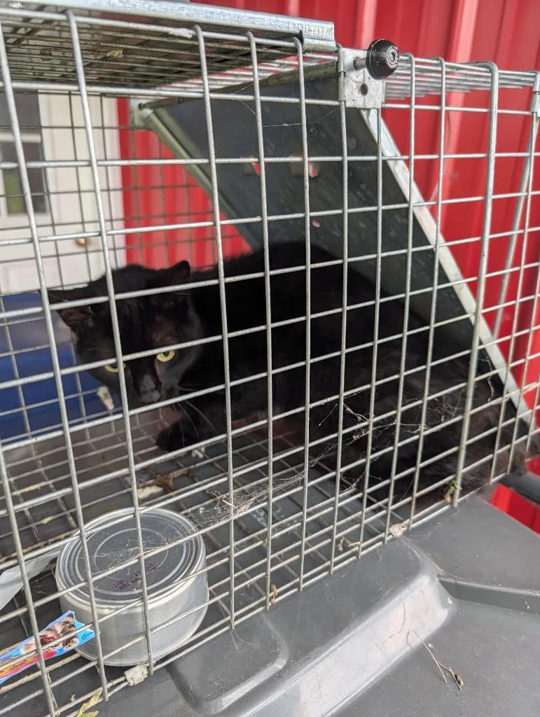 A young small-sized female Domestic Short Hair cat named Viper for adoption in Angola, IN
