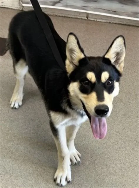 A young small-sized female German Shepherd Dog dog named Gigi for adoption in San Bernardino, CA