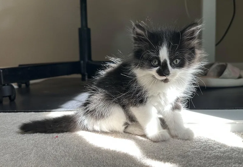 A baby medium-sized male Black & White / Tuxedo Domestic Short Hair cat named Gg Litter Perle for adoption in Livonia, MI