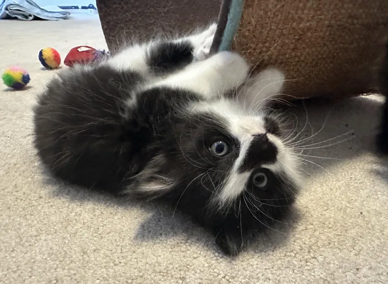 Gg Litter Perle thumbnail 2