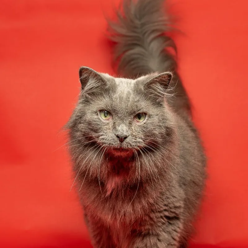 An adult medium-sized male Gray / Blue / Silver Domestic Long Hair cat named Pablo for adoption in Elwood, IN