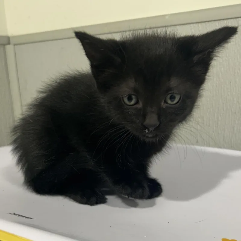 A baby small-sized female Black Domestic Short Hair cat named Knight for adoption in Tampa, FL