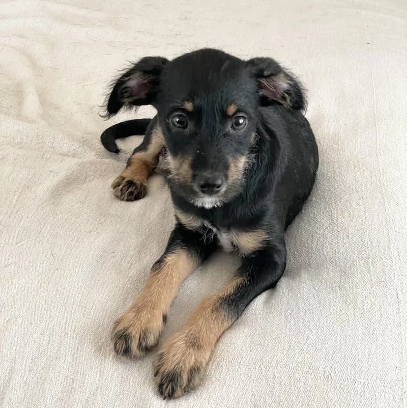 Perfect Poteet thumbnail 2