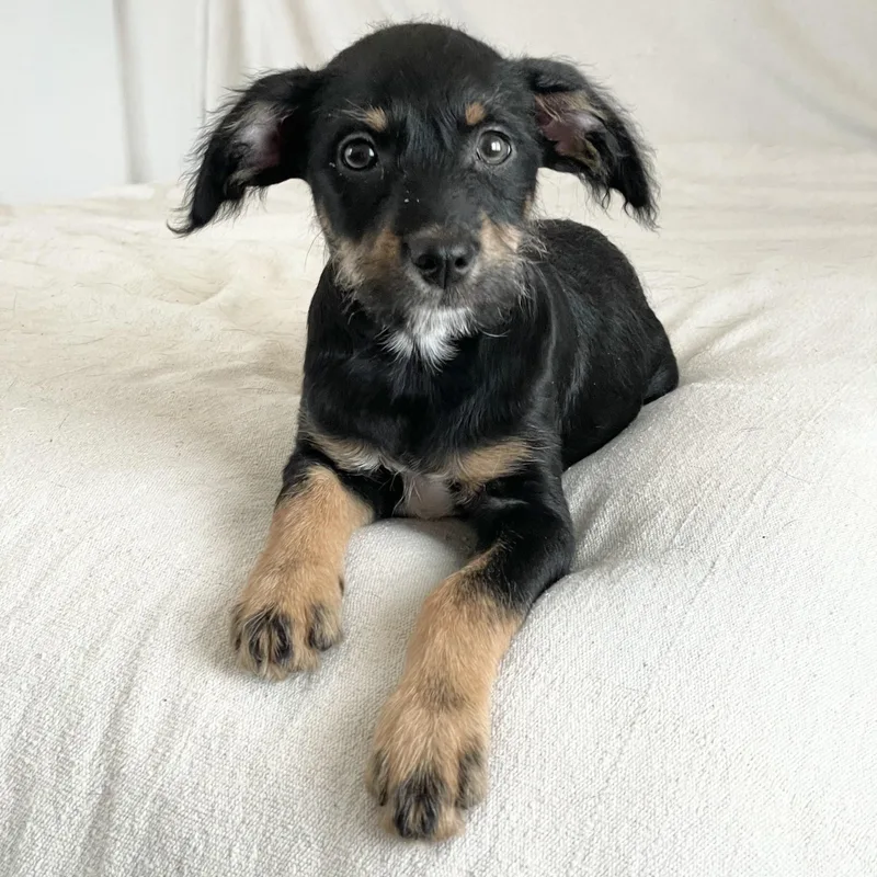 Perfect Poteet thumbnail 3