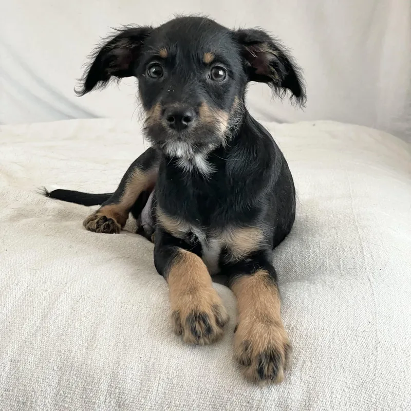 Perfect Poteet thumbnail 4