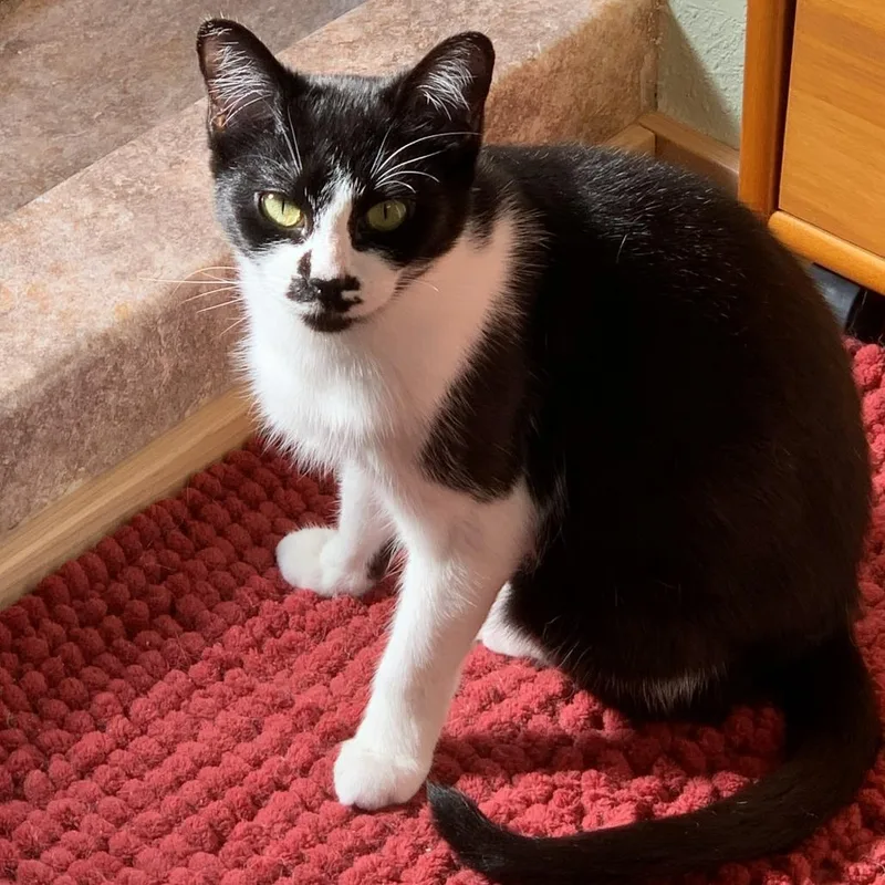 An adult medium-sized female Black Domestic Short Hair cat named Everly for adoption in Springfield, OR