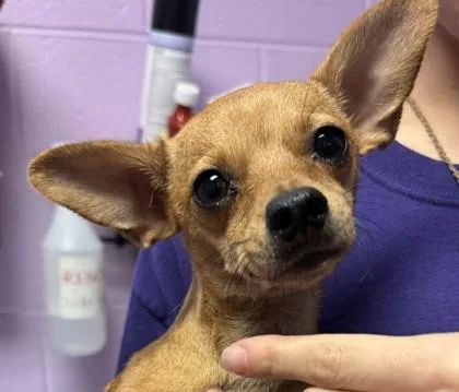 An adult medium-sized female Yellow / Tan / Blond / Fawn Chihuahua dog named 61531760 for adoption in El Paso, TX