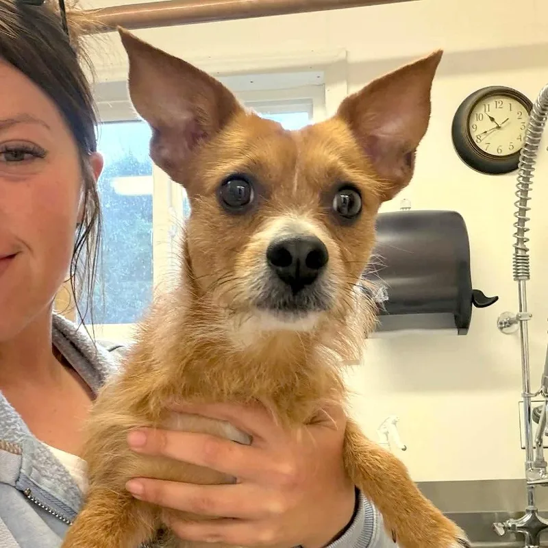 An adult small-sized male Terrier dog named Buddy for adoption in Worcester, MA