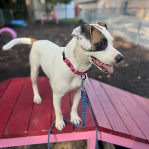 A baby medium-sized female Yellow / Tan / Blond / Fawn Mixed Breed dog named Farina for adoption in Toms River, NJ