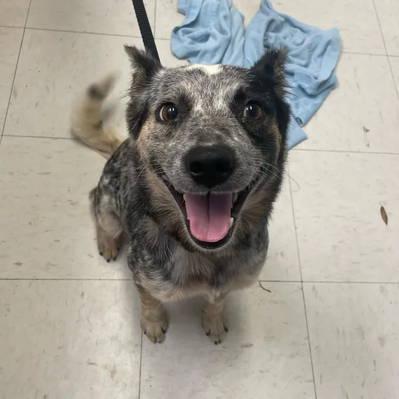 An adult medium-sized female Brown / Chocolate Australian Cattle Dog / Blue Heeler dog named Phoenix for adoption in Englewood, FL
