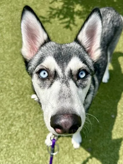 Kyro