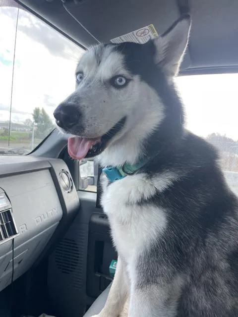 An adult large-sized male Siberian Husky dog named Koda for adoption in Fairfield, CA