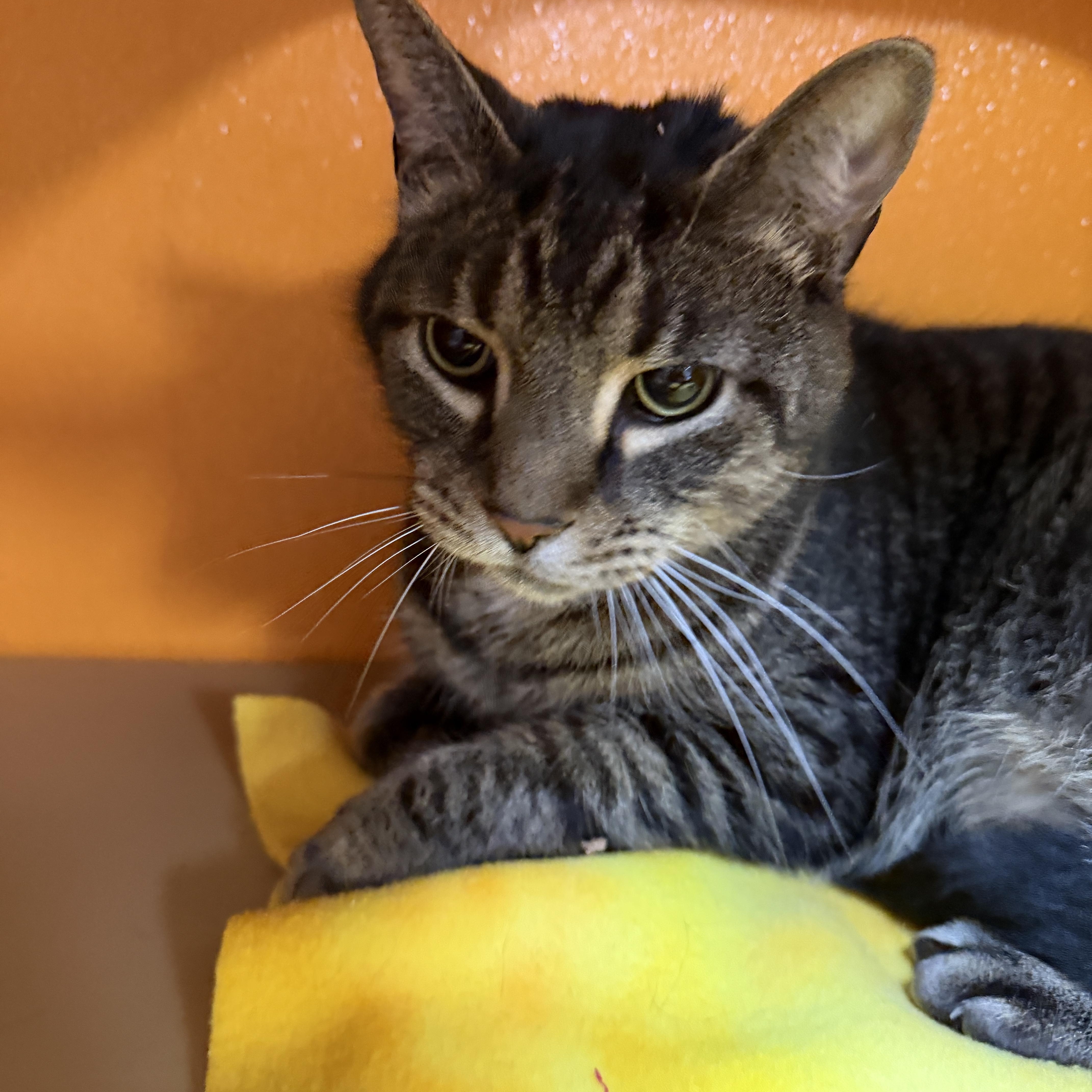 A senior medium-sized female Tabby (Brown / Chocolate) Domestic Short Hair cat named Ikey for adoption in Elyria, OH