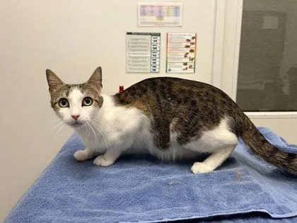 An adult medium-sized female Brown / Chocolate Domestic Short Hair cat named Pearl for adoption in Kansas City, MO