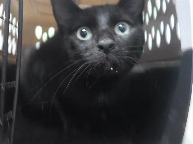 An adult medium-sized female Domestic Short Hair cat named Pool Noodle for adoption in Omaha, NE