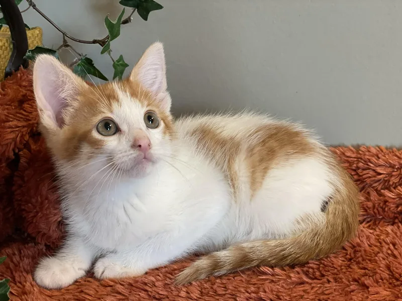 A baby medium-sized male Orange & White Tabby cat named Ryder for adoption in Taylor, MI