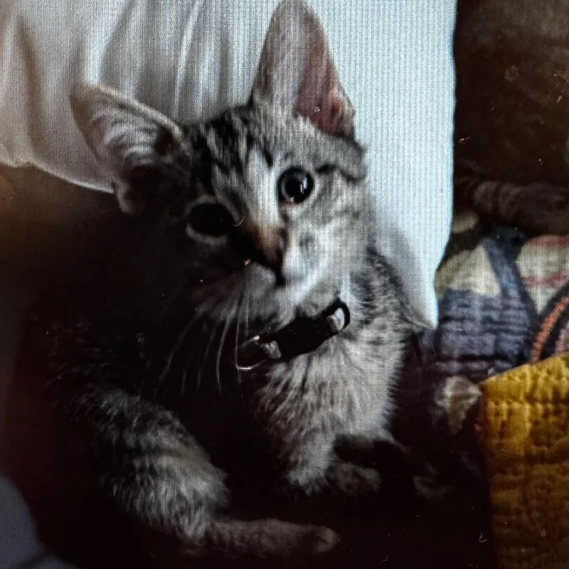 A baby small-sized male Brown / Chocolate Domestic Short Hair cat named Aj for adoption in Wheeling, IL