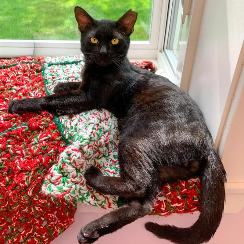 An adult large-sized male Black Domestic Short Hair cat named Junior for adoption in Boston, MA