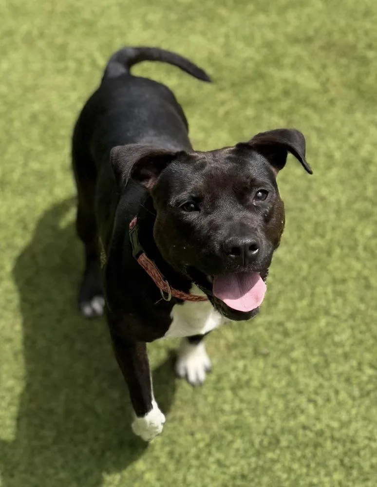 An adult large-sized female Pit Bull Terrier dog named Bree for adoption in Dunwoody, GA