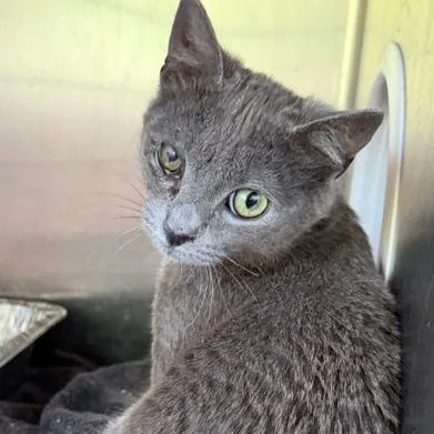 A young small-sized male Domestic Short Hair cat named Lewy for adoption in Cumming, GA