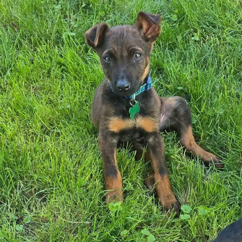 A baby large-sized male Shepherd dog named Acorn for adoption in Ferndale, MI