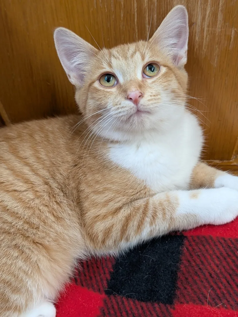 A young medium-sized male Orange & White Domestic Short Hair cat named Red Haven for adoption in Tilton, IL