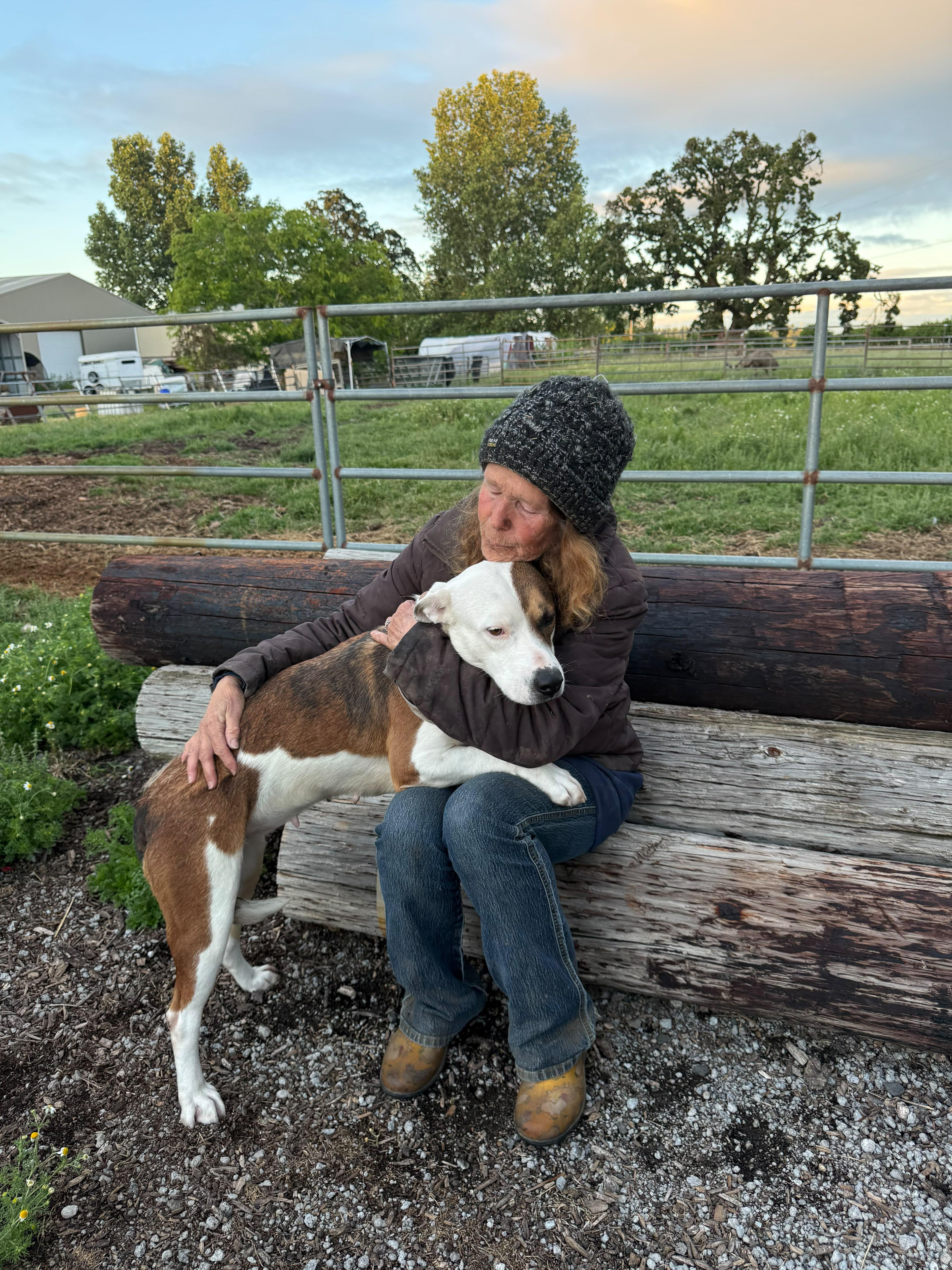 A young medium-sized female Brown / Chocolate Pit Bull Terrier dog named Lois for adoption in Inglewood, CA