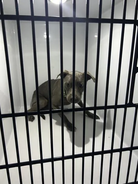An adult medium-sized female Pit Bull Terrier dog named Skye for adoption in Virginia Beach, VA