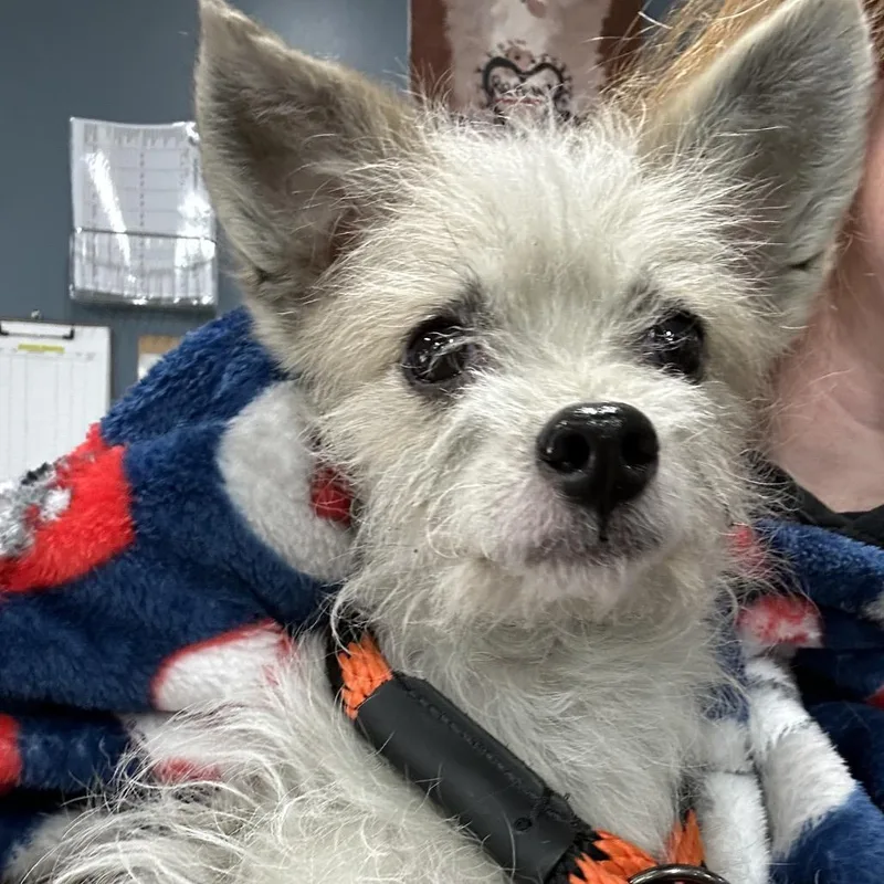 An adult small-sized female Apricot / Beige Wirehaired Terrier dog named Feathers for adoption in Newark, NJ