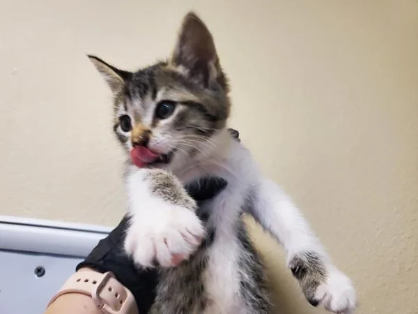 A baby medium-sized female Domestic Short Hair cat named Michaela for adoption in Oceanside, CA