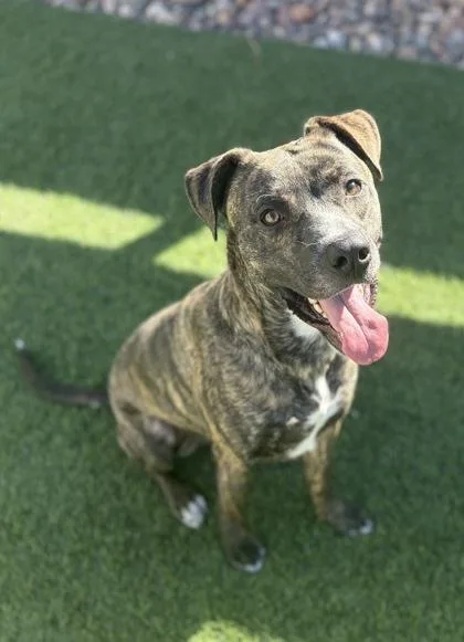 An adult large-sized male Mixed Breed dog named Jimmy for adoption in El Paso, TX