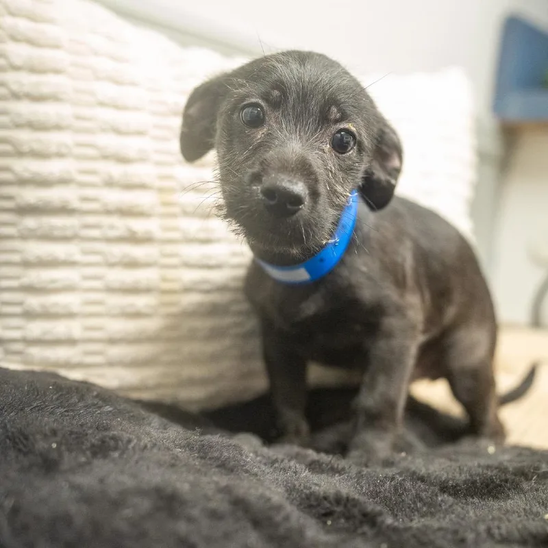A baby small-sized male Terrier dog named Risk for adoption in Pawling, NY