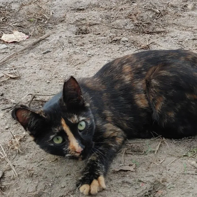 ~ Courtesy ~ Sweetie thumbnail 2