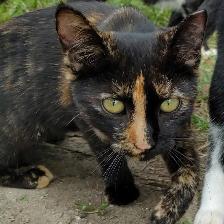 ~ Courtesy ~ Sweetie