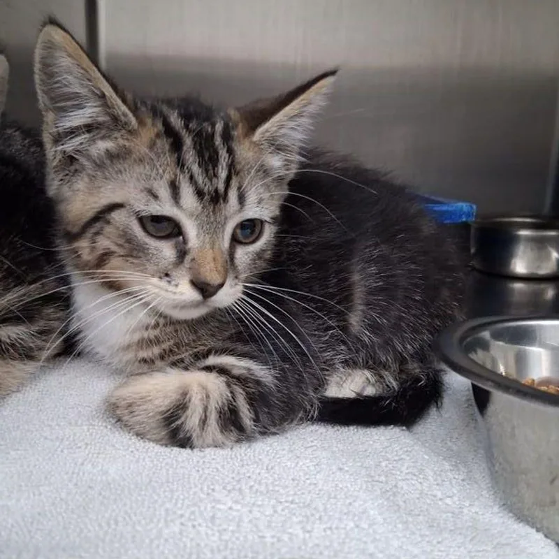 A young medium-sized female Brown / Chocolate Domestic Short Hair cat named Jumba for adoption in Lake Havasu City, AZ