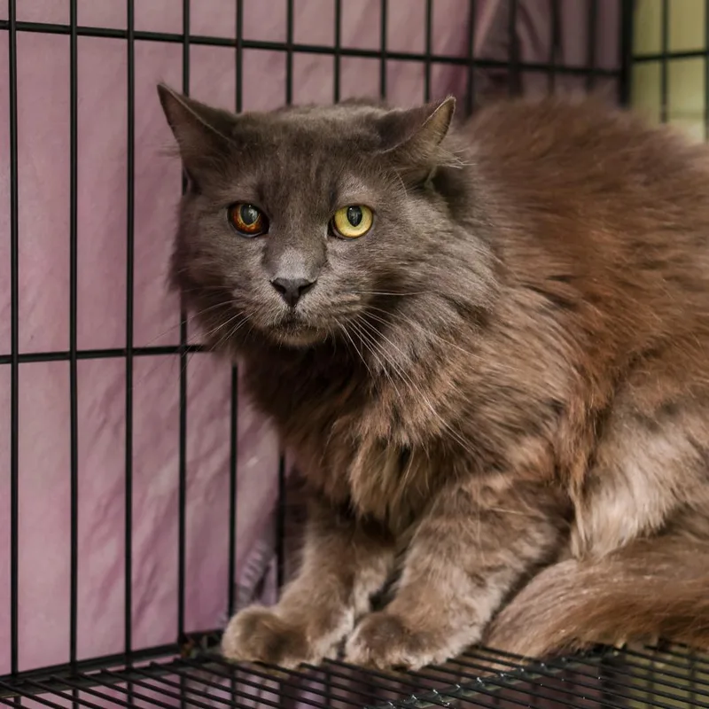 A senior small-sized female Gray / Blue / Silver Domestic Long Hair cat named Loofah for adoption in Los Angeles, CA