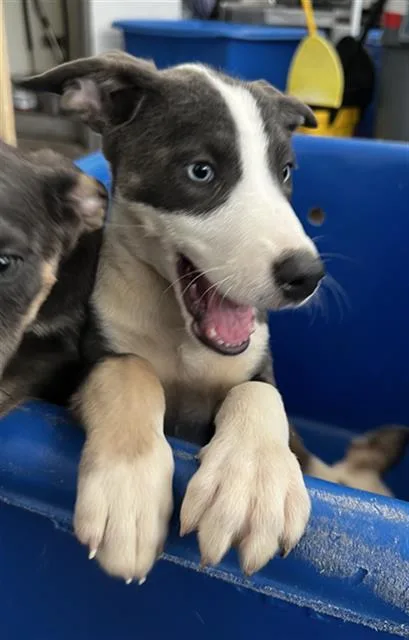 A baby large-sized female Mixed Breed dog named Luna for adoption in Dallas, TX
