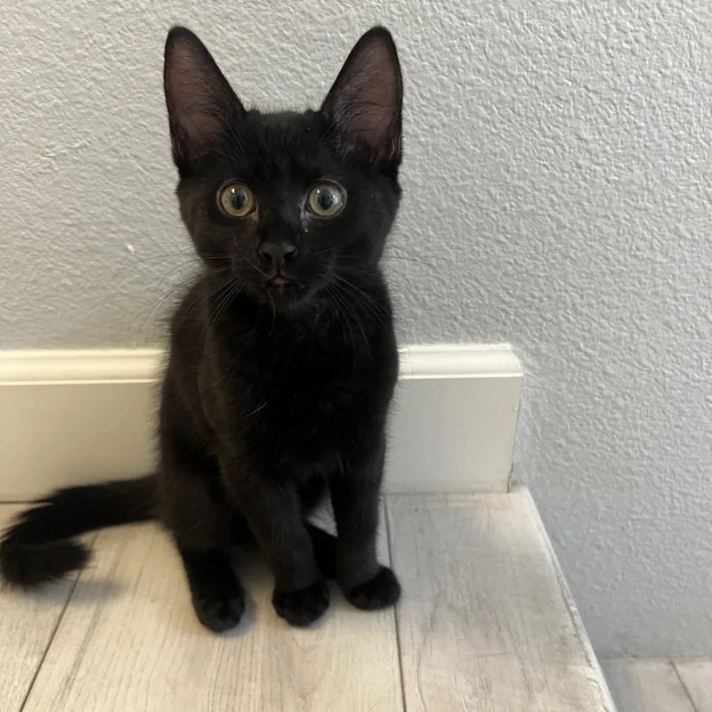 A baby small-sized male Black Domestic Short Hair cat named Joey Chino Hills for adoption in Chino Hills, CA