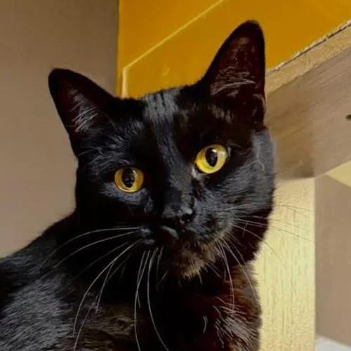 An adult large-sized male Black Domestic Short Hair cat named Binx for adoption in Crystal Lake, IL