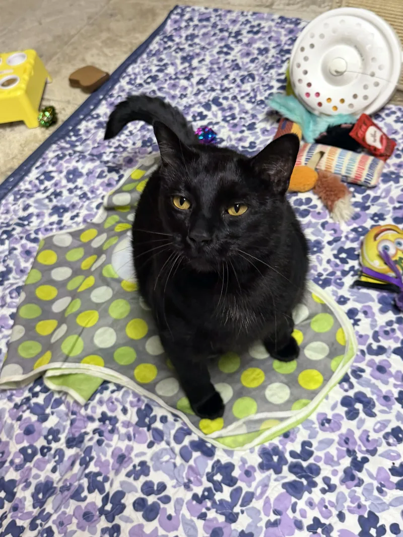 Binx thumbnail 2