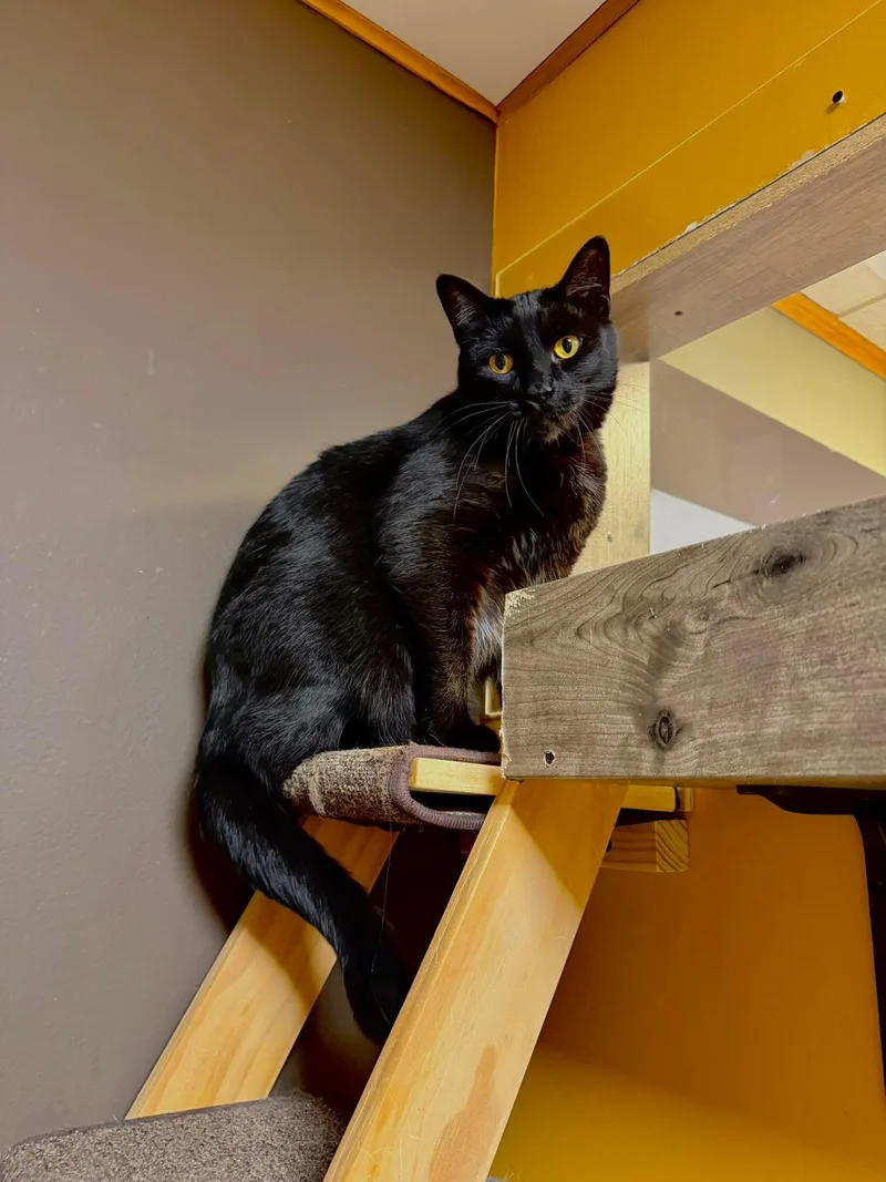 Binx thumbnail 3