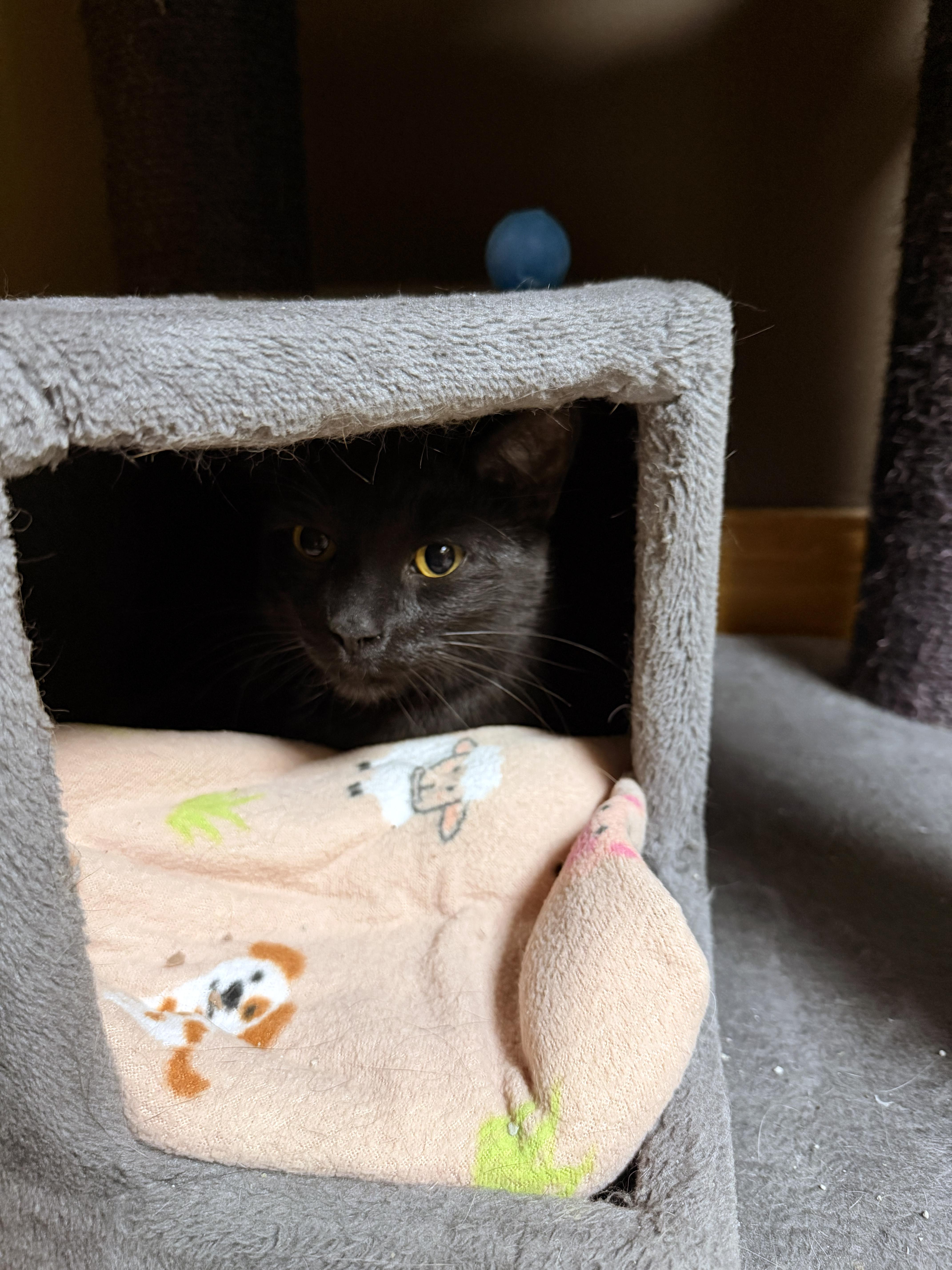 Binx thumbnail 4